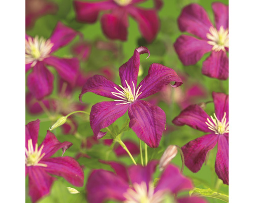Klematis OMNIA GARDEN Clematis (Viticella-Gruppen) 'Madame Julia Correvon' 1-pack Närbild av purpurröda klematisblommor