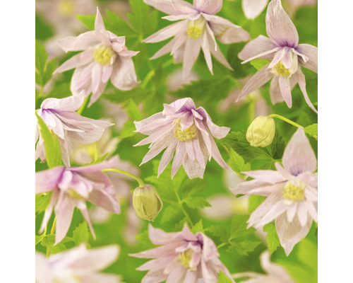 Klematis OMNIA GARDEN Clematis (Atragene-Gruppen) 'Markham's Pink' 5-pack Närbild av Clematis Alpina blommor med gröna blad