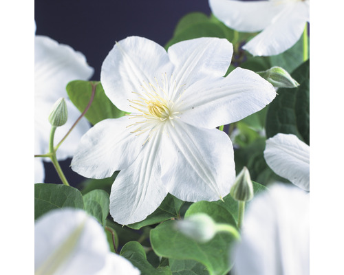 Klematis OMNIA GARDEN Clematis (Tidiga Storblommiga Gruppen) 'Mevrouw Le Coultre' 3-pack Klematis OMNIA GARDEN Clematis (Tidiga Storblommiga Gruppen) 'Mevrouw Le Coultre' 3-pack