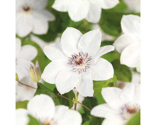 Klematis OMNIA GARDEN Clematis (Tidiga Storblommiga Gruppen) 'Miss Bateman' 1-pack