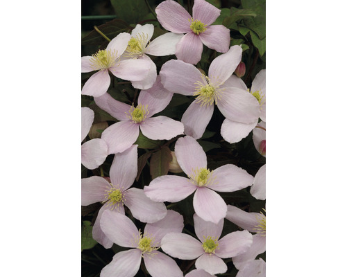 Närbild av rosa blommande klematis.