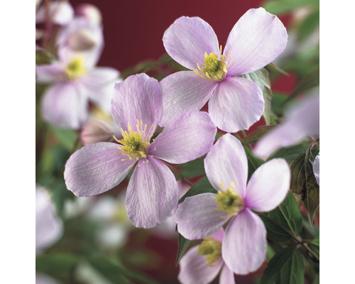 Närbild av klematisblommor
