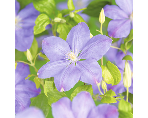 Klematis OMNIA GARDEN Clematis (Tidiga Storblommiga Gruppen) 'Mrs Cholmondeley' 1-pack Klematis OMNIA GARDEN Clematis (Tidiga Storblommiga Gruppen) 'Mrs Cholmondeley' 1-pack