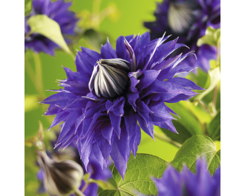 Klematis OMNIA GARDEN Clematis (Tidiga Storblommiga Gruppen) 'Multi Blue' 1-pack