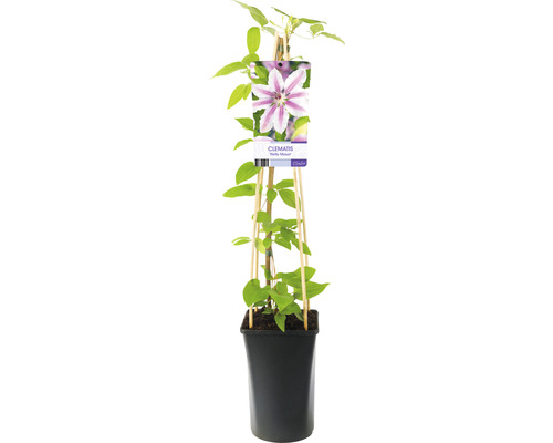 Klematis OMNIA GARDEN Clematis (Tidiga Storblommiga Gruppen) 'Nelly Moser' 1-pack