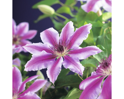 Närbild av en rosa klematisblomma med gröna blad