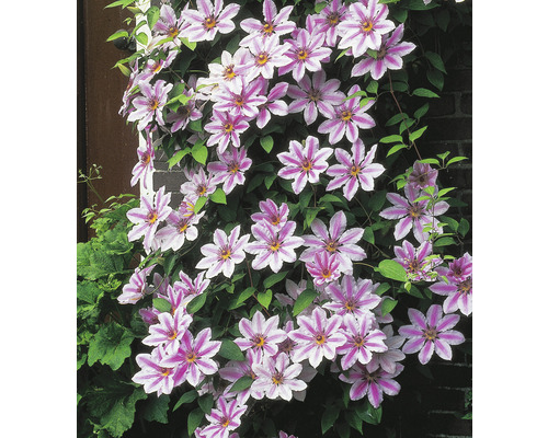 Klematis OMNIA GARDEN Clematis (Tidiga Storblommiga Gruppen) 'Nelly Moser' 1-pack Klätterväxt med många blommor och gröna blad på en mur