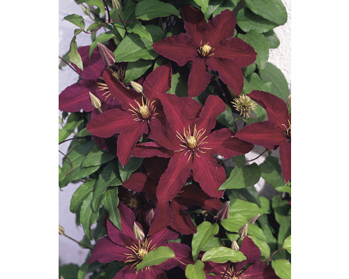 Klematis OMNIA GARDEN Clematis (Sena Storblommiga Gruppen) 'Niobe' 3-pack Blommande klematis i trädgården