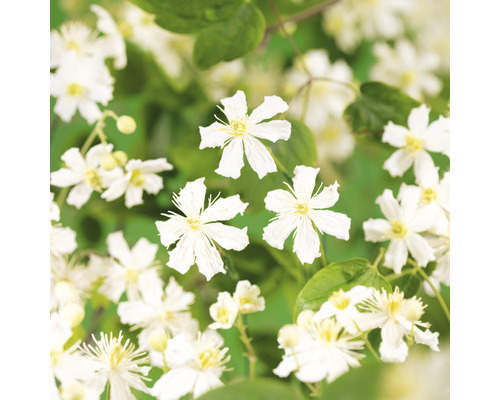 Närbild av Clematis Montana med vita blommor och gröna blad.