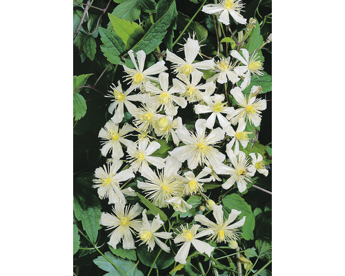 Klematis OMNIA GARDEN Clematis (Vitalba-Gruppen) 'Paul Farges' 1-pack