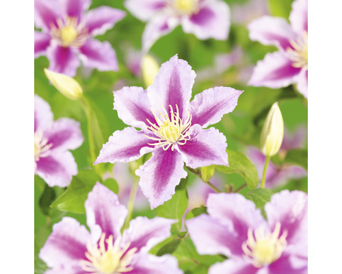 Klematis OMNIA GARDEN Clematis (Tidiga Storblommiga Gruppen) 'Piilu' 1-pack Närbild av klematisblommor