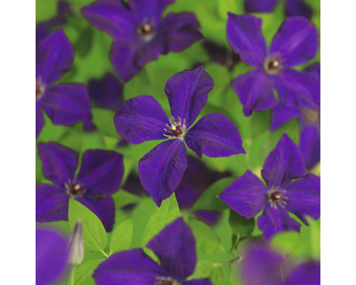 Klematis OMNIA GARDEN Clematis (Viticella-Gruppen) 'Polish Spirit' 1-pack