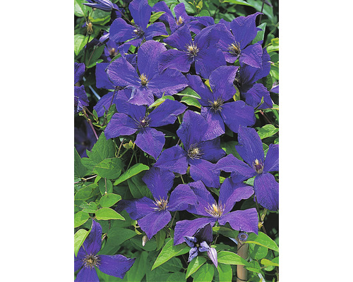 Närbild av en Clematis-växt med flera blommor