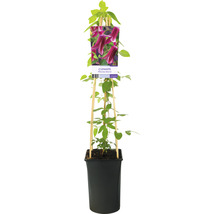 Klematis OMNIA GARDEN Clematis (Texensis-Gruppen) 'Princess Diana' 3-pack