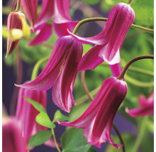 Klematis OMNIA GARDEN Clematis (Texensis-Gruppen) 'Princess Diana' 3-pack