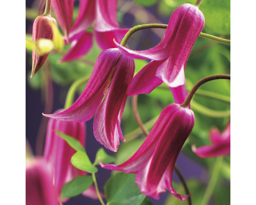 Klematis OMNIA GARDEN Clematis (Texensis-Gruppen) 'Princess Diana' 3-pack Närbild av en skogsklematis med rosa blommor