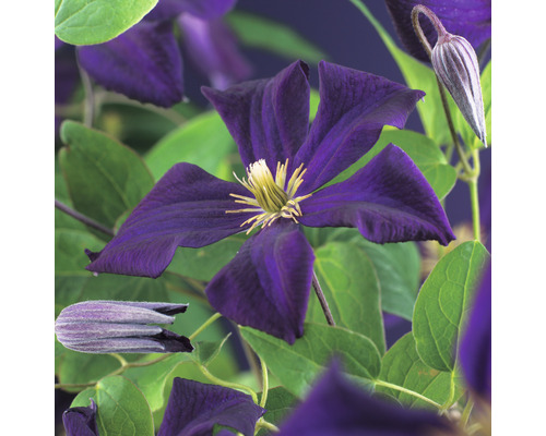 Klematis OMNIA GARDEN Clematis (Sena Storblommiga Gruppen) 'Romantika' 1-pack