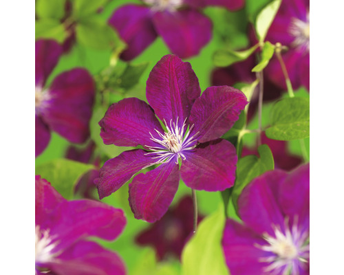 Klematis OMNIA GARDEN Clematis (Sena Storblommiga Gruppen) 'Rouge Cardinal' 1-pack