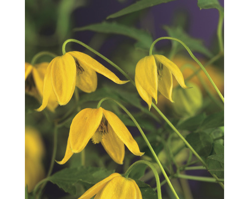 Gula klematisblommor med gröna blad.
