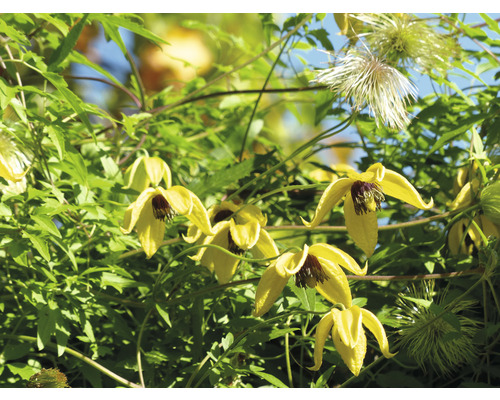 Gul klematis med gröna blad och blommor