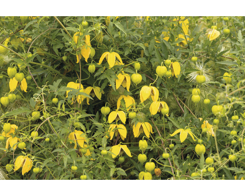 Gula klematis med gröna frukter