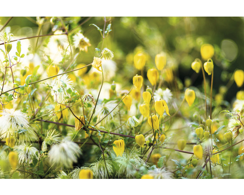 Gula klematis med fjäderformiga fröställningar i trädgården