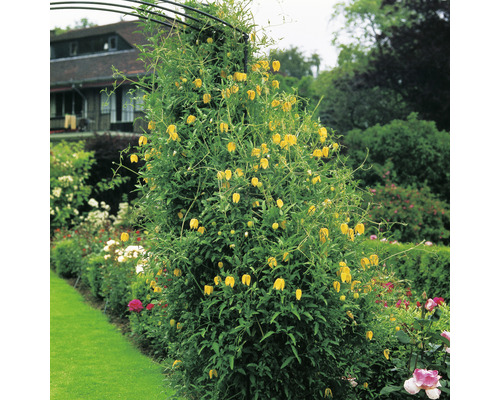 Klätterväxt med gula blommor på en spaljé i en trädgård.