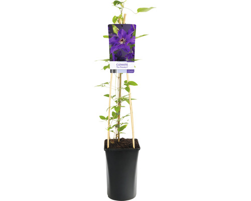 Klematis OMNIA GARDEN Clematis (Tidiga Storblommiga Gruppen) 'The President' 3-pack