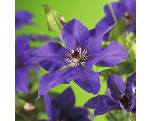 Klematis OMNIA GARDEN Clematis (Tidiga Storblommiga Gruppen) 'The President' 1-pack Klematis OMNIA GARDEN Clematis (Tidiga Storblommiga Gruppen) 'The President' 1-pack