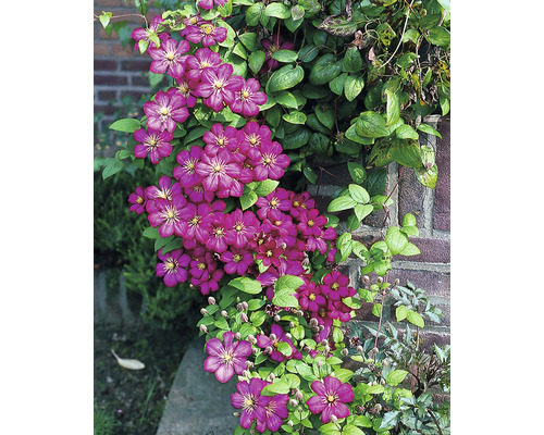 Klematis OMNIA GARDEN Clematis (Sena Storblommiga Gruppen) 'Ville de Lyon' 1-pack