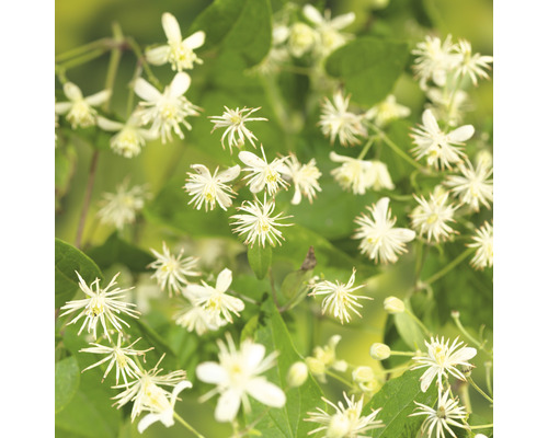 Närbild av klematisblommor med blad
