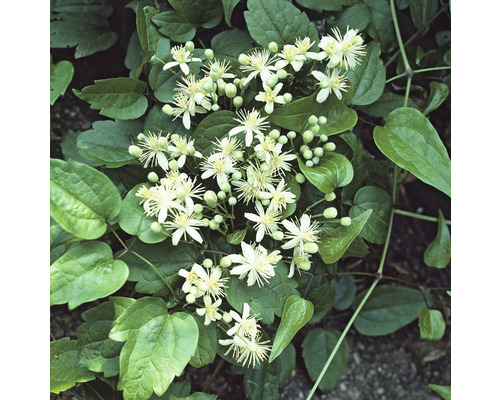 Klematis OMNIA GARDEN Clematis vitalba 1-pack