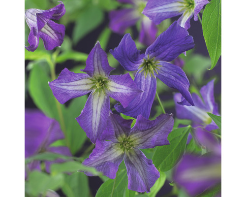 Klematis OMNIA GARDEN Clematis viticella 1-pack