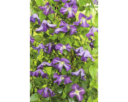 Blommande klematisväxt med gröna blad