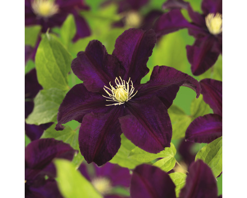 Klematis OMNIA GARDEN Clematis (Tidiga Storblommiga Gruppen) 'Warszawska Nike' 5-pack Klematis OMNIA GARDEN Clematis (Tidiga Storblommiga Gruppen) 'Warszawska Nike' 5-pack