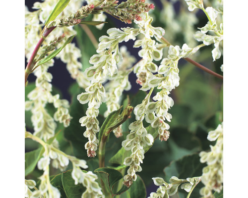 Blomställning av pilört