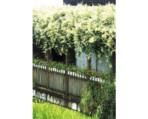 Scen med blommande växter över ett staket och vattendrag