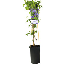 Klematis OMNIA GARDEN Clematis macropetala 5-pack