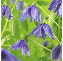 Klematis OMNIA GARDEN Clematis macropetala 5-pack