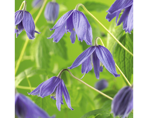 Klematis campaniflora med blad