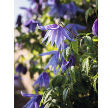Klematis OMNIA GARDEN Clematis macropetala 5-pack