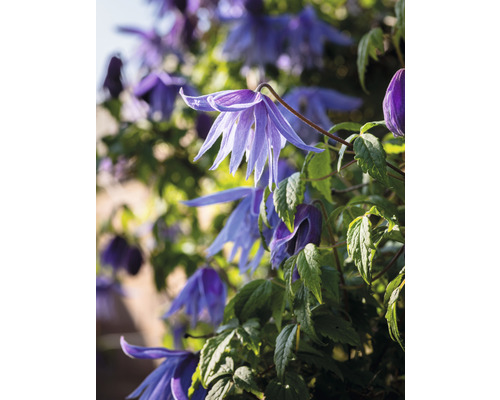 Klematis OMNIA GARDEN Clematis macropetala 1-pack