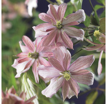 Närbild av klematisblommor med fina kronblad