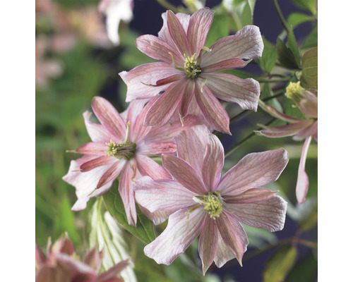 Klematis OMNIA GARDEN Clematis (Montana-Gruppen) 'Broughton Star' 3-pack Närbild av klematisblommor med fina kronblad