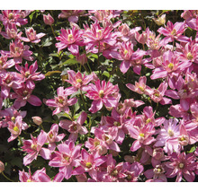 Närbild av rosa klematisblommor med gröna blad