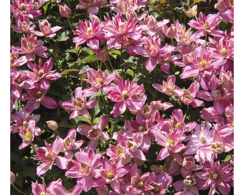 Närbild av rosa klematisblommor med gröna blad