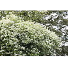 Klematis OMNIA GARDEN Clematis terniflora 1-pack