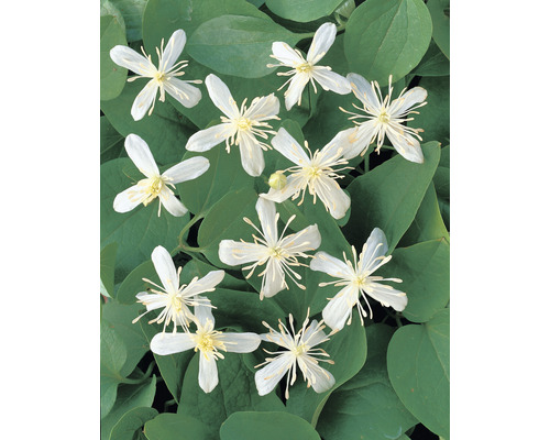 Klematis OMNIA GARDEN Clematis terniflora 5-pack