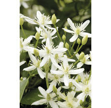 Klematis OMNIA GARDEN Clematis terniflora 1-pack