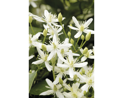 Närbild av blommande Clematisväxter